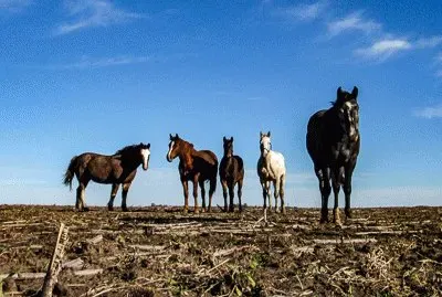 Caballos