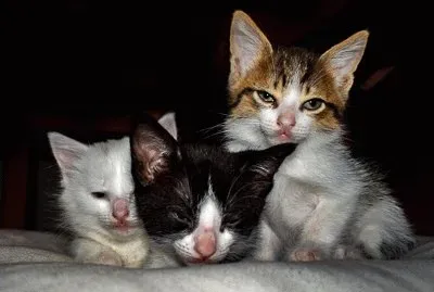 Gatitos