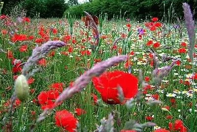 Wild Flowers jigsaw puzzle