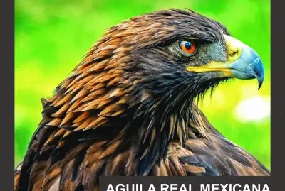 פאזל של AGUILA REAL