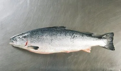 Salmone jigsaw puzzle