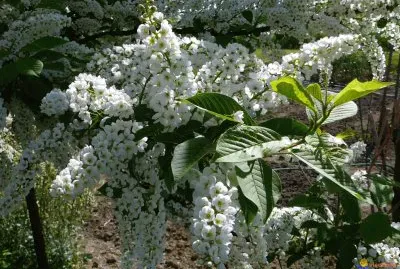 Cerisier Ã¡ grappes