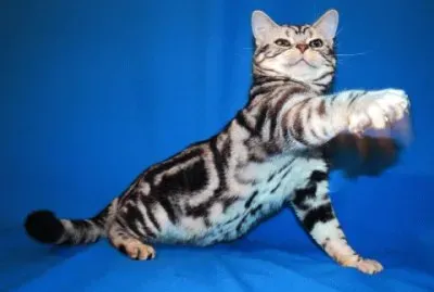 Esotico shorthair