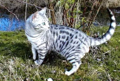 Mau egiziano