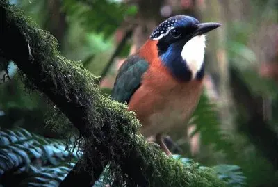 Ghiandaia marina pitta