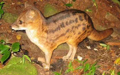 Civetta malgascia