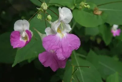 Impatient d 'himalaya