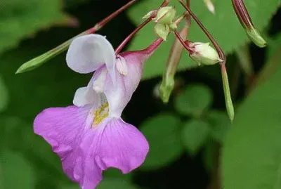 פאזל של Impatient d 'himalaya