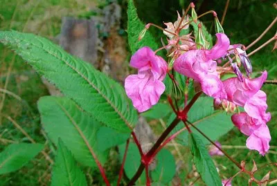 Impatient d 'himalaya