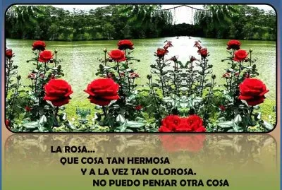 LA ROSAâ€¦  QUE COSA TAN HERMOSA