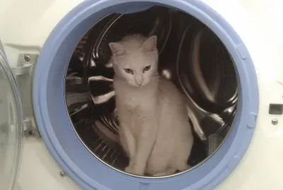 GATO LIMPIO