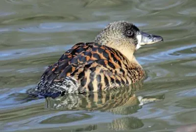 Anatra dal dorsobianco