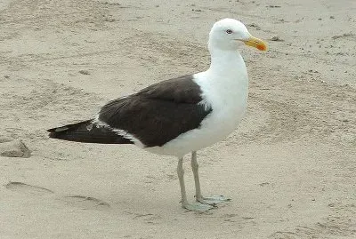 Zafferano meridionale