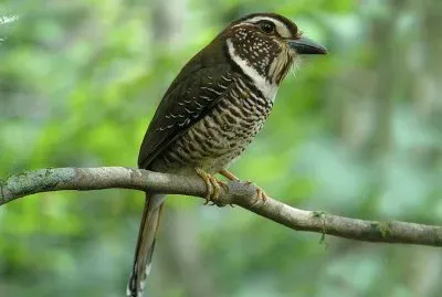 Ghiandaia marina terricola