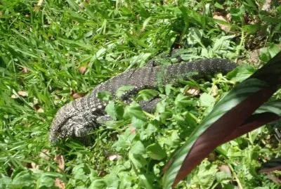 Lagarto visitando