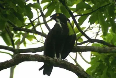 Sparviere dei pipistrelli