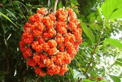 פאזל של Fotos de naturaleza