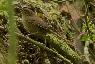 Cantore di tsikirity