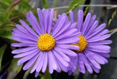 Aster
