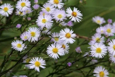 Aster jigsaw puzzle
