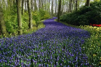 Nature jigsaw puzzle