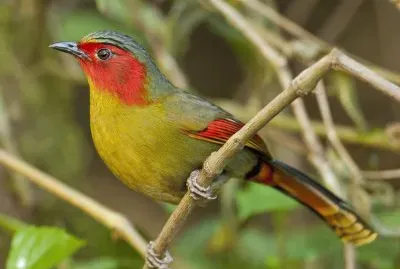 Liocicla facciarossa