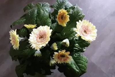 Gerbera