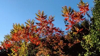 Couleurs d 'automne