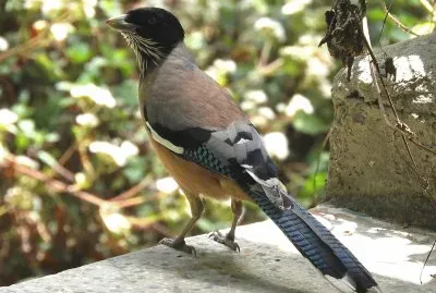 Ghiandaia lanceolata