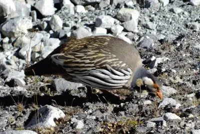 Tetraogallo del tibet