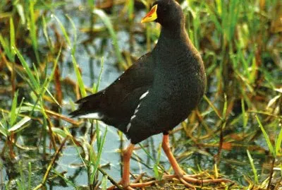 Gallinella minore
