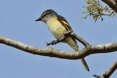 Minivet roseo