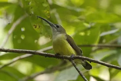 Cacciaragni