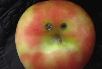 Sad apple - has a black eye !! jigsaw puzzle