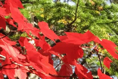 Brilliant red maples jigsaw puzzle