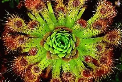 פאזל של Planta Carnivora