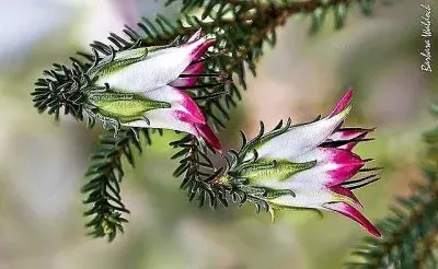 פאזל של flores