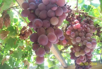 Racimos de Uva