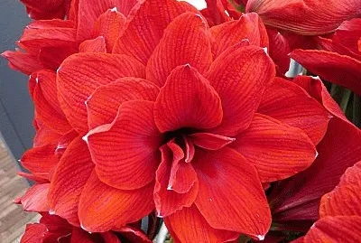 Amaryllis