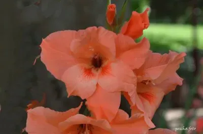 flowers jigsaw puzzle