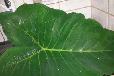 Folha deTaioba jigsaw puzzle