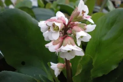 פאזל של Bergenia