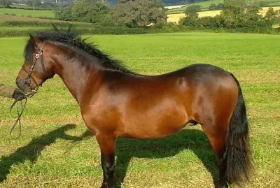 פאזל של Dartmoor