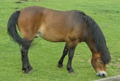 Exmoor