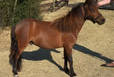 Falabella jigsaw puzzle