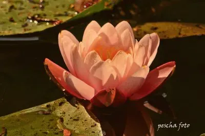 seerose jigsaw puzzle