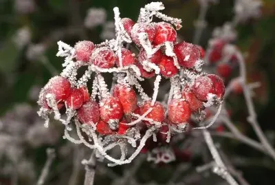 Frost