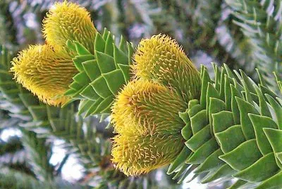 פאזל של flores