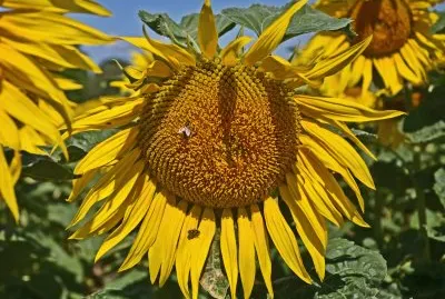 sonnenblumen jigsaw puzzle