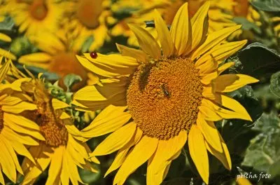 sonnenblumen jigsaw puzzle
